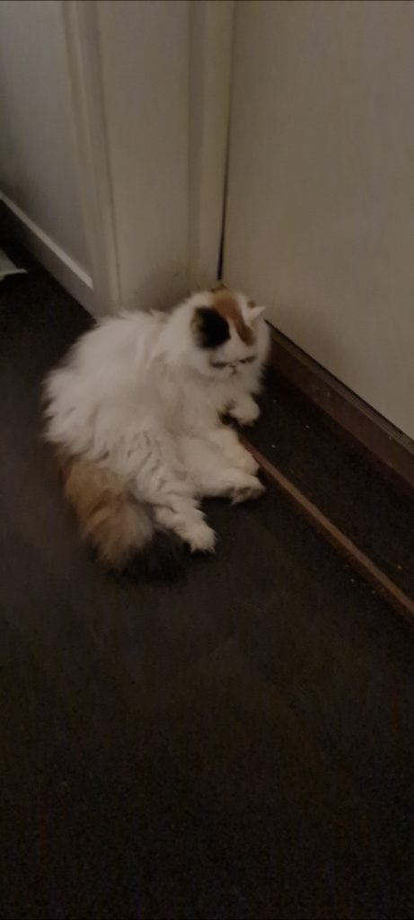 Varje gång vi befinner oss i detta lilla tempel för att utöva trollbord. Så dyker katten upp och knackar på dörren och vill in.